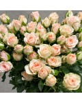 Rose Ізіс фото